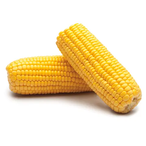 ELOTE AMARILLO