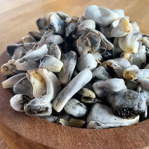 HUITLACOCHE