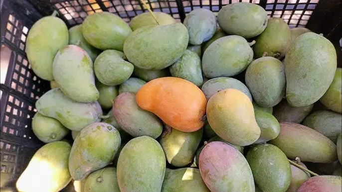MANGO ECO (Precio por KG)