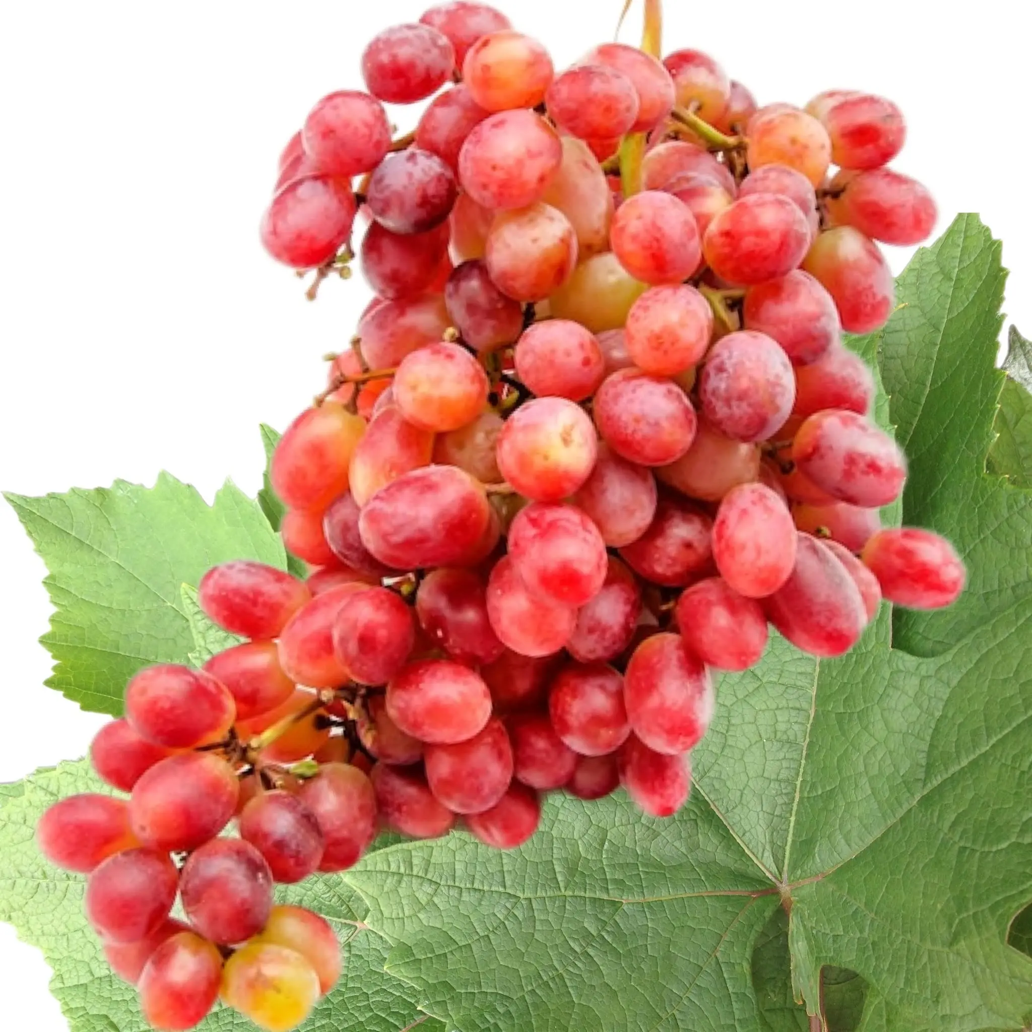 UVA GRANEL (Precio por KG)